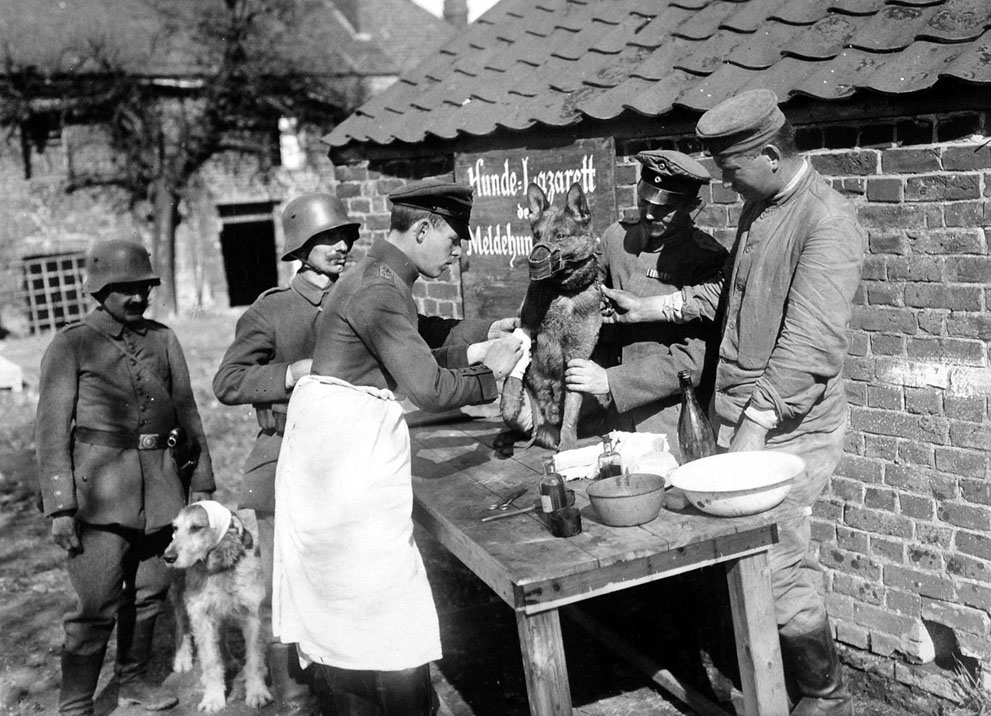 1918. Német felcser lát el egy sérült üzenethordó kutyát..jpg