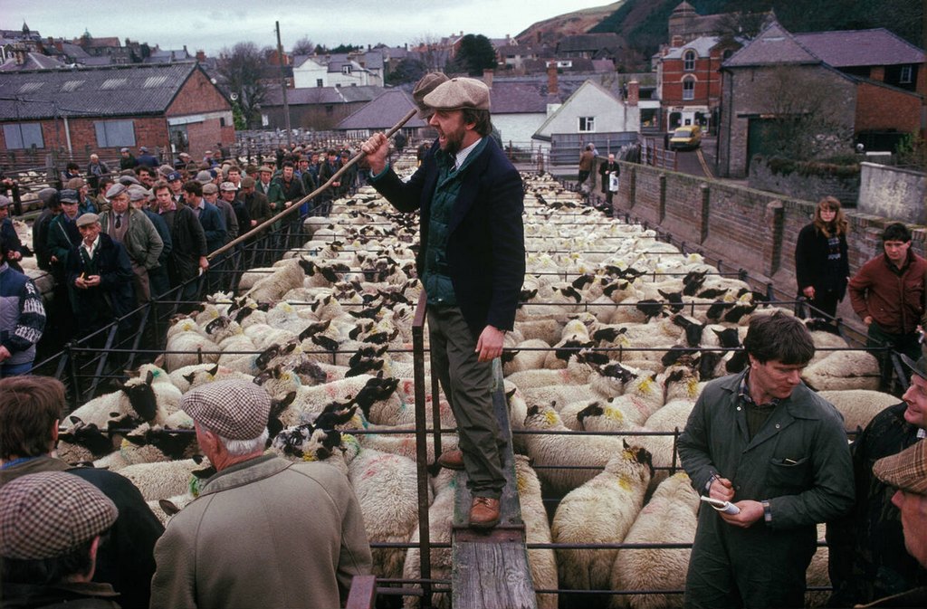 1985_sheep_auction_christmas_farmers_market_knighton_shropshire_and_powys_wales.jpg