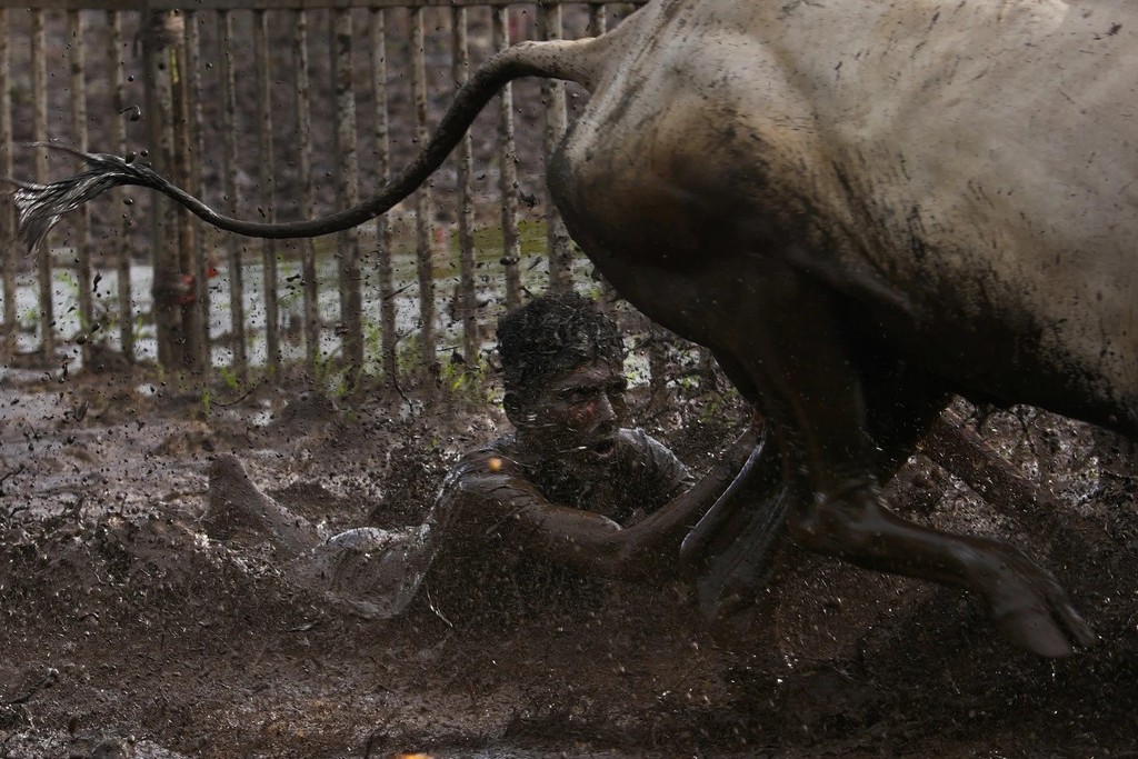 2024_08_22_oxen_plow_race_known_as_nangarni_spardha_at_dervan_village_in_ratnagiri_district_in_the_indian_state_of_maharashtra_ap_photo_rajanish_kakade.jpg