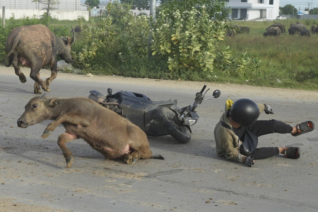 2024_09_06_a_man_falls_from_his_motorcycle_after_hitting_a_water_buffalo_on_his_way_to_work_outside_phnom_penh_cambodia_ap_photo_heng_sinith.jpg
