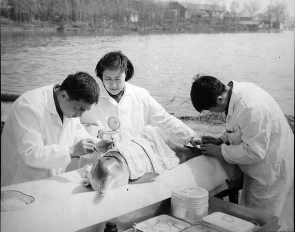 1980_a_kinai_folyami_delfin_egyik_utolso_peldanya_amit_a_jangce_folyobol_fogtak_ki_202-ig_elt_vuhanban_mara_hivatalosan_kihaltnak_tekintheto_a_faj.jpeg