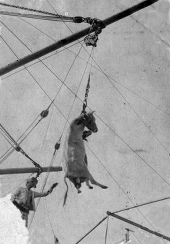 1918_szarvasmarha_behajozasa_egy_hadihajora_kotorban_cattaro.jpg