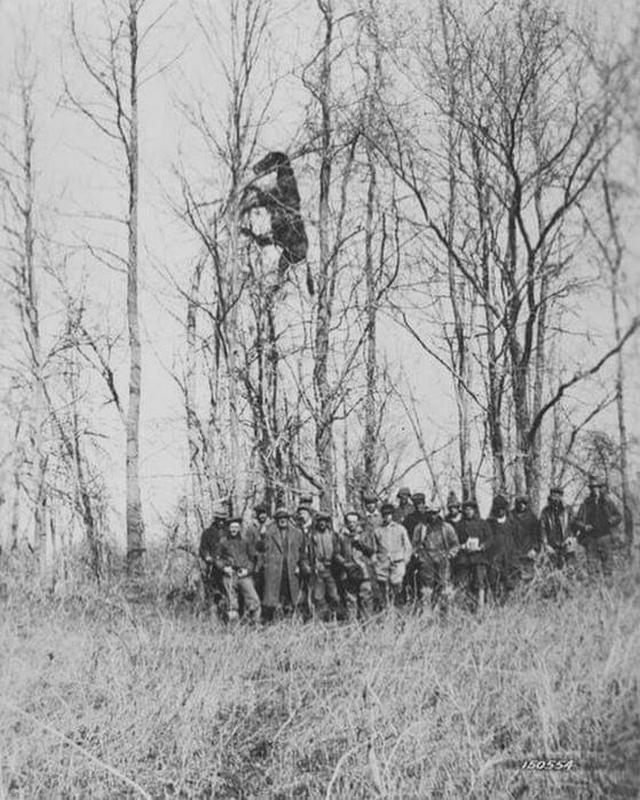 1937_dead_horse_found_in_a_tree_after_storm_louisville_ky.jpeg