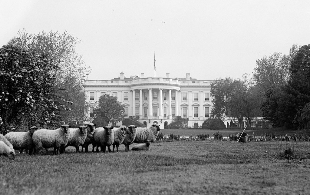 1919_juhok_legelesznek_a_feher_haz_gyepen_washingtonban.jpg