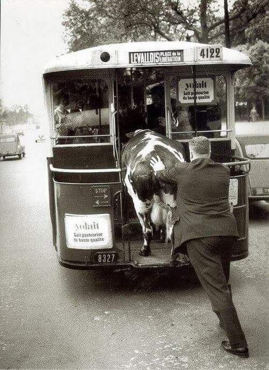 1966_tehenszallitas_busszal_parizsban.jpeg