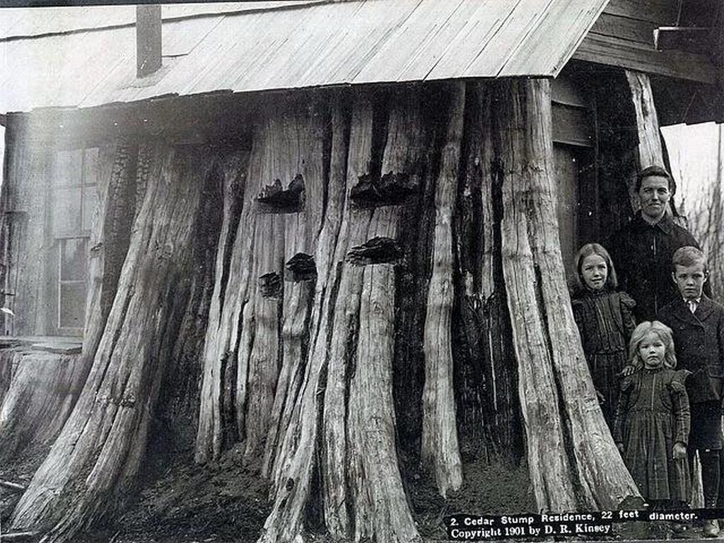 1901_cedar_tree_residence_usa.jpeg