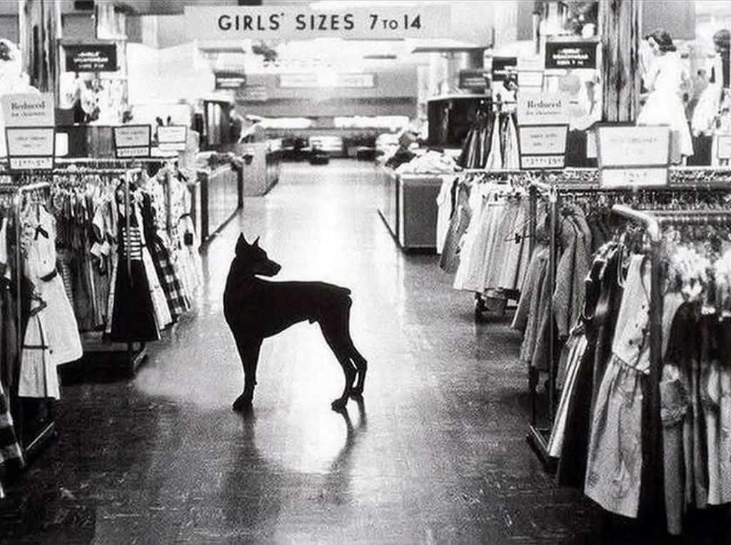 1954_macy_s_in_new_york_city_employed_dobermans_as_night_watchdogs.jpeg