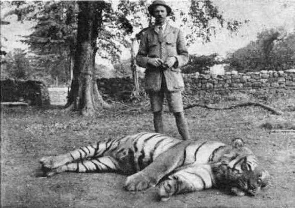 1907_a_jim_corbett_brit_vadasz_altal_kilott_emberevo_bengali_tigris_aminek_szamlajara_430_aldozat_irhato_az_allat_nepal_es_india_hatarteruleten_portyazott_es_napkozben_is_elragadott_embereket.jpeg