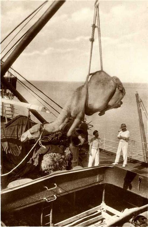 1920. Egy teve hajóra rakodása daruval a jemeni Aden kikötőjében..jpg