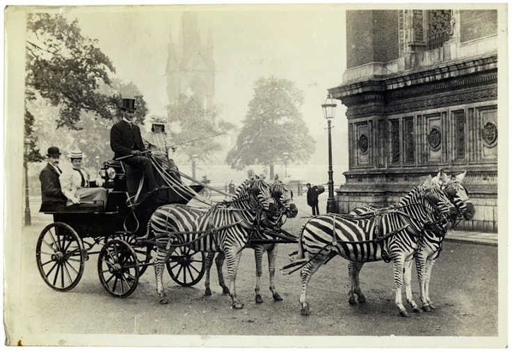 1910 körül. Lionel Walter Rothschild háziasított zebráival húzott kocsin hajt át London belvárosán..jpg
