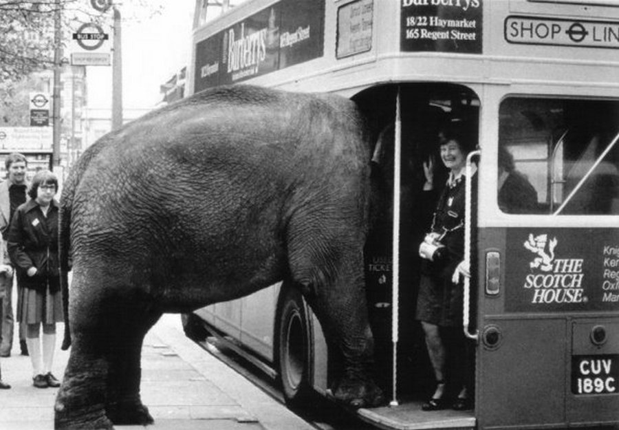 1970. Elefánt próbál buszra szállni a Regent streeten..jpg