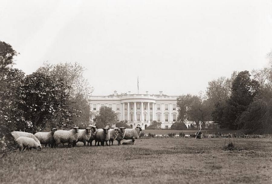 1918. Akkoriban még ők nyírták a Fehér Ház gyepét..jpg