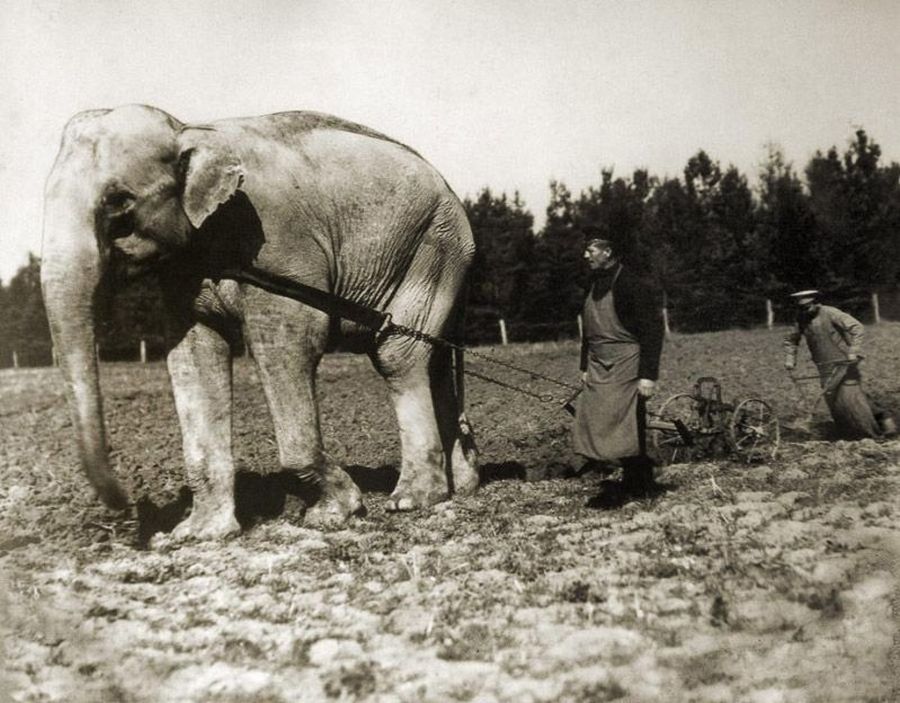 1905 körül. Állatkerti elefánt, mint mezőgazdasági munkás..jpg