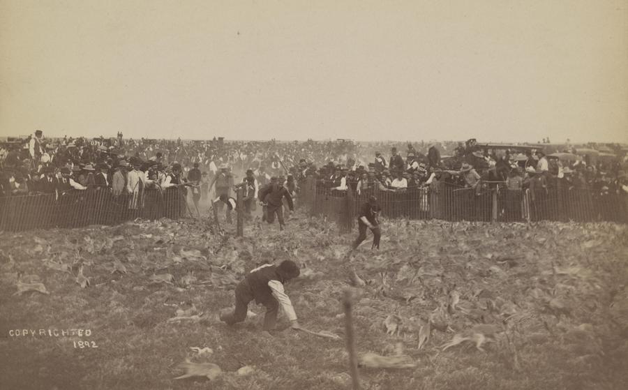 1892. A kaliforniai Negyedik Nyúl-ellenes Kampányban a földeken pusztító, karámba összeterelt vadnyulakat verik agyon..jpg