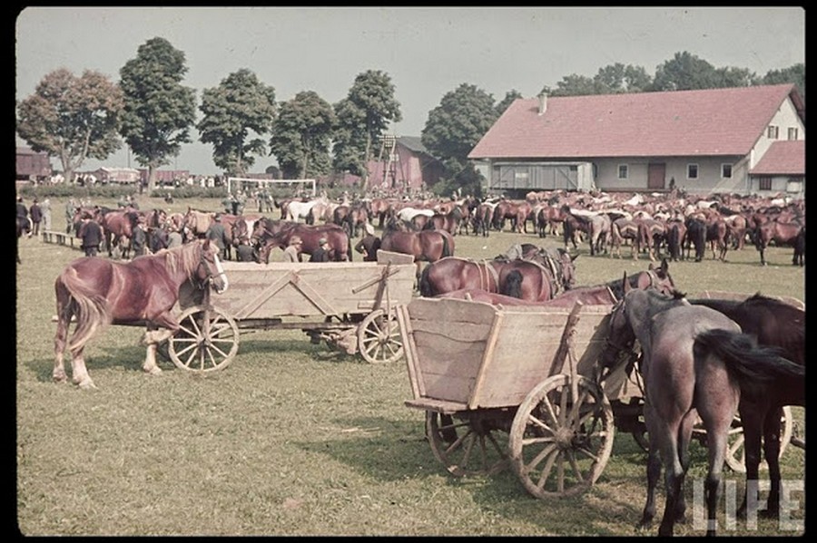 color_photos_of_the_third_reich_agriculture_in_mecklenburg_1938_6_.jpg