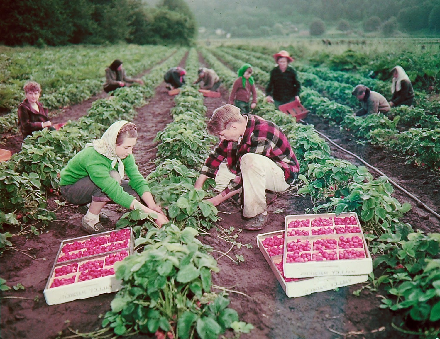 West Coast Youth of the 1950s (15).jpg