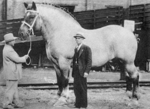 1940. Brookie a világ legnagyobb lova. A magasságát nem tudom, de a súlya 1550 kg volt..jpg