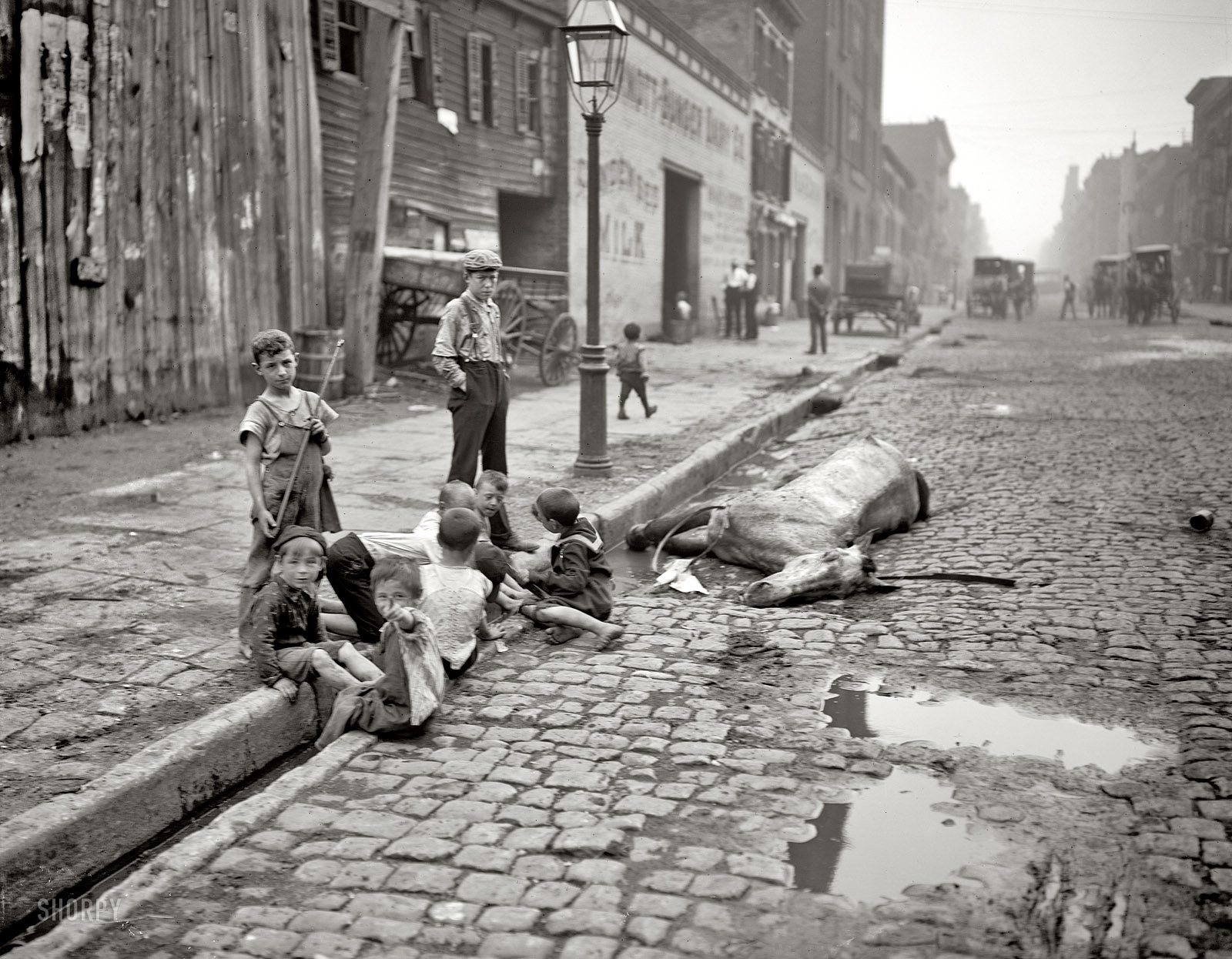 1900. New York. Szegény gyerekek egy döglött ló mellett játszanak..jpg
