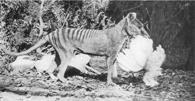 Thylacine-chicken_large_verge_medium_landscape.png