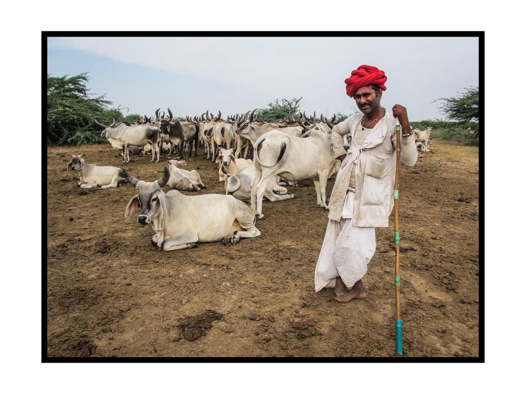 Nomád Rabari pásztor, Gudjarat, India, 2019