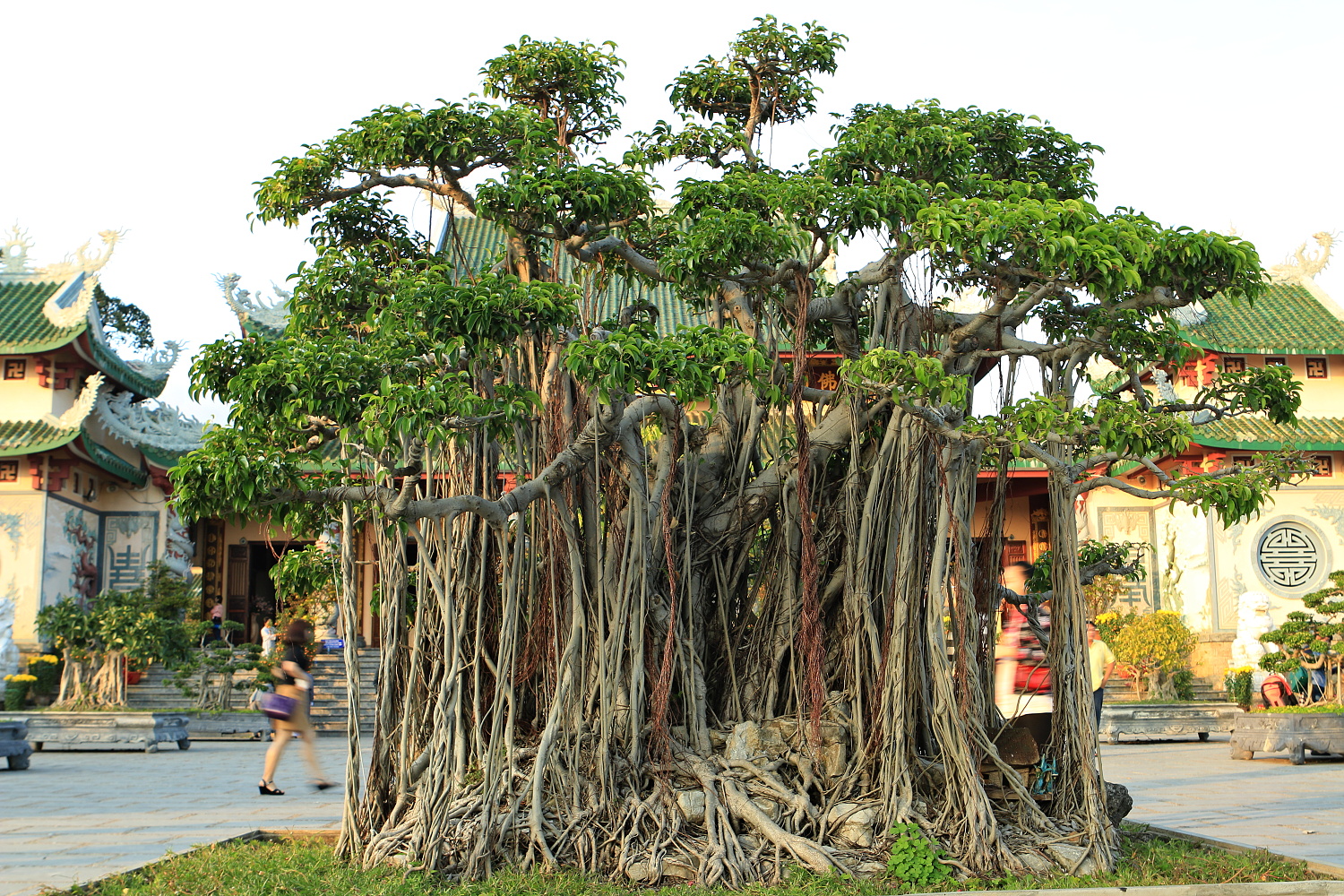 A pagoda bonsai fái közül az egyik