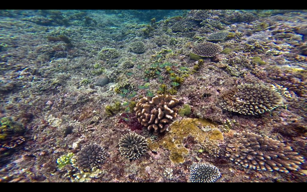 korall.png