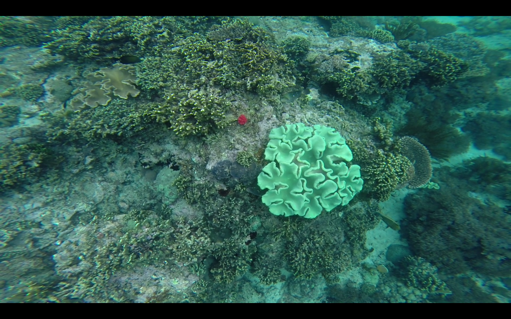 korall2.png
