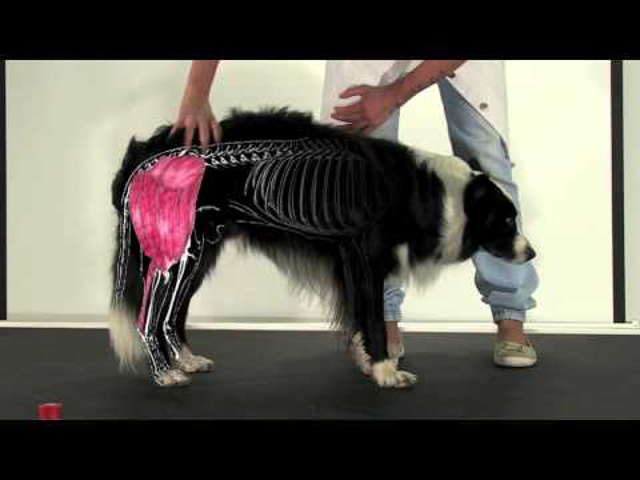 Hogyan építsünk kutyát?