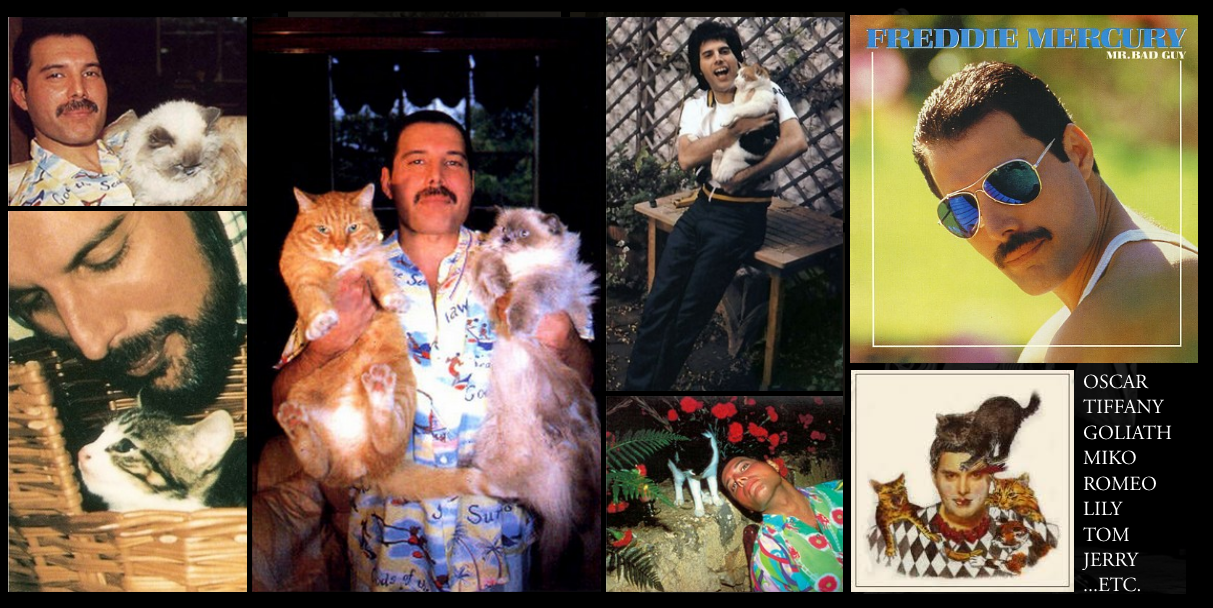 freddie_mercury_s_cats.png