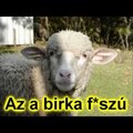 Nyelvrokonság