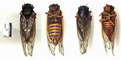 cicada1.jpg