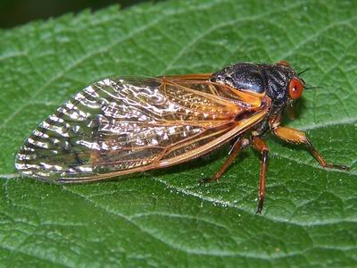 cicada2.jpg