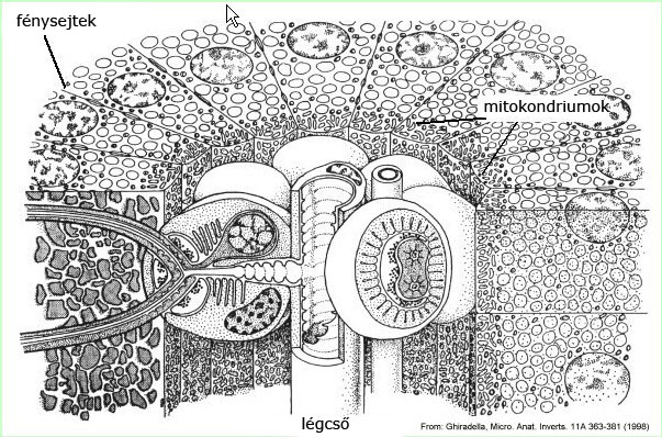 luciferin02_mod.jpg