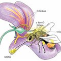 A méhek mint pollinátorok