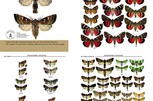 Megjelent: A MAGYARORSZÁGI BAGOLYLEPKÉK (Lepidoptera, Noctuidae) FÉNYKÉPES HATÁROZÓJA