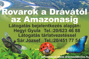 Rovarok a Drávától az Amazonasig