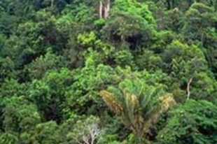 A brazil esőerdők rovar világa