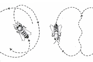 A méhek kommunikációja