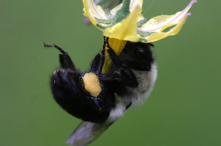 Méhek általi beporzást igénylő kultúrnövények