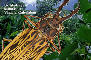 Vászolyi Nyár: A trópusi köderdők rovarcsodái (dr. Medvegy Mihály kiállítása)