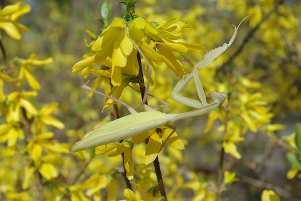 Hierodula membranacea adult nőstény_web.jpg