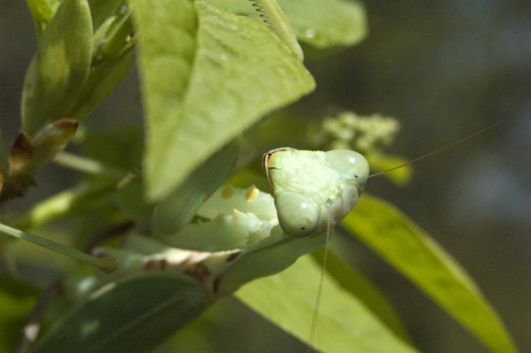 Hierodula patellifera nőstény feje közeli_web.jpg