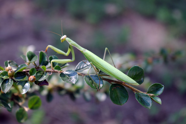 Mantis religiosa_web.jpg