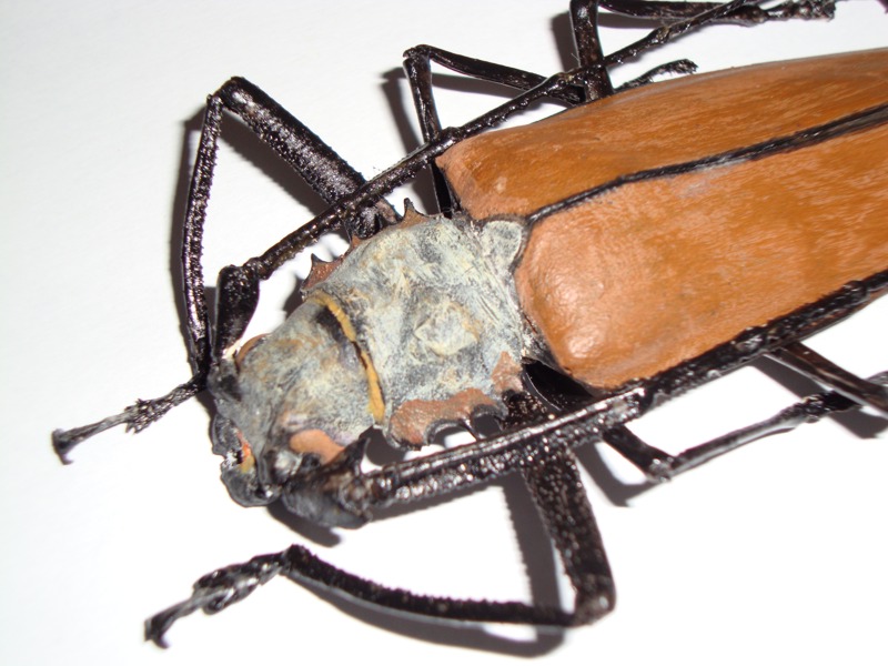 c.armillathus detalhe.jpg