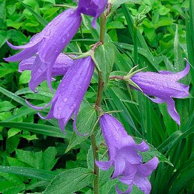 campanula-latifolia-harangvirag.jpg