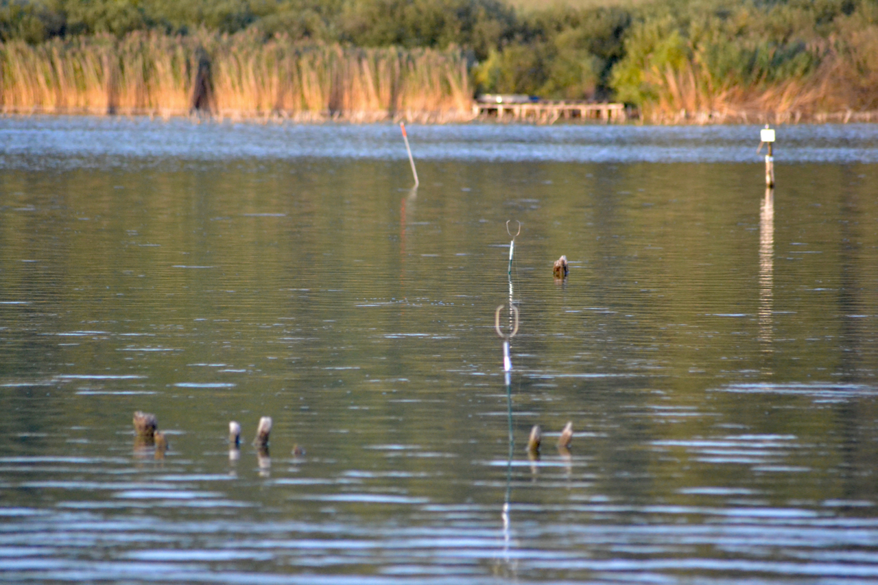 dsc_0005.jpg