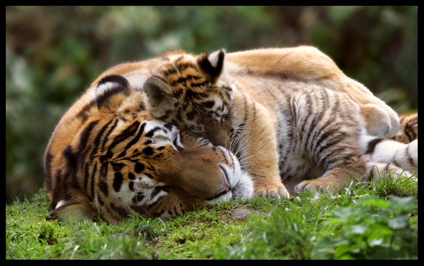 Mother_and_Cub_3_by_Wolfy2k4.jpg