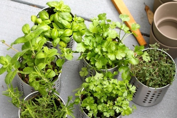 planting-herb-garden-balcony-garden-ideas-how-to-grow-herb-garden.jpg