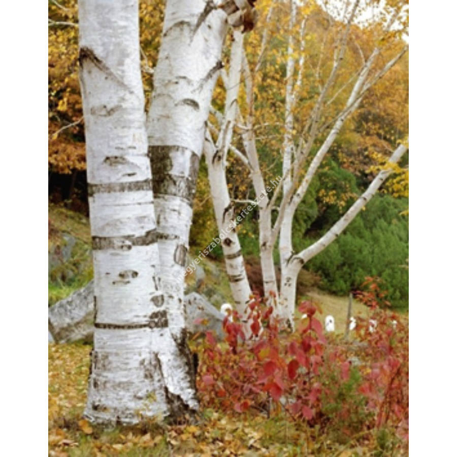 betula_papyrifera_papir_nyirfa.jpg