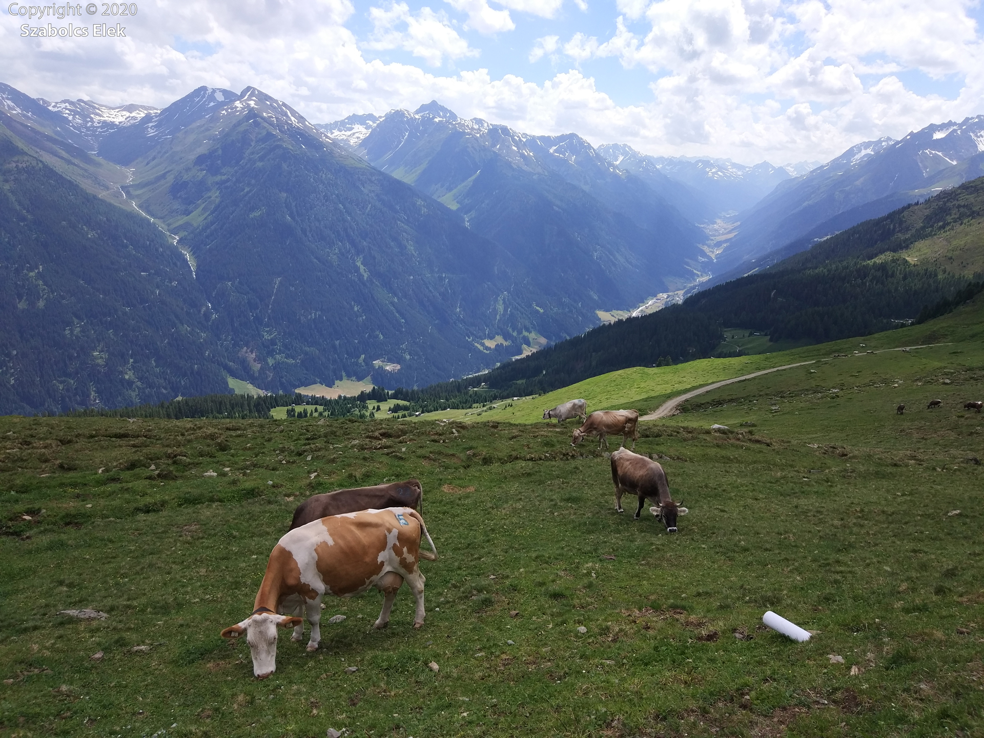 Alpesi tehenek